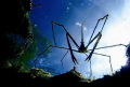 Space invader! This is a shot of an arrow crab taken in the mangroves of St. John.