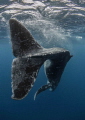 This cheeky humpback rolled and frolicked at the surface before giving me an up close swish of it's fluke and returning back down to mom resting below.