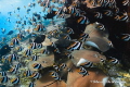 I took this image with a Canon Powershot whilst freediving in the Maldives in February 2018. The waters surrounding this small island now host a huge population of stingrays and moray eels, because a tuna factory on the island discards tuna waste.