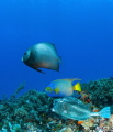 Trio of beauties: From top, we have a Grey Angelfish, a Queen Angelfish and (my favourite) a Honeycomb Cowfish. These three are just a few of the many colourful characters you could encounter on the reef in Cozumel, Mexico