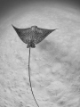 Eagle ray hunting over sandy bottom