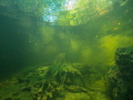 the stump