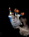 Lined Nembrotha