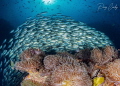 A huge school of scads at chumphon pinnacle, Koh tao, Thailand