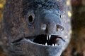 Muraene in his hole. note the little parasite in the mouth.