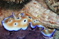 This guy reminds me of an 80's ski suit. Goniobranchus leopardus nudibranch. Found him stuck under a shell.