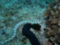 Snowflake Moray Eel- Echidna nebulosa