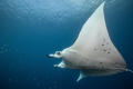 Manta Ray gliding in the lagoon of Bora Bora