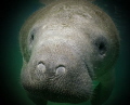 little MANATEE