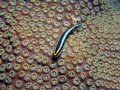 Shark-nose Goby on Star Coral, Congo Cay, U.S. Virgin Islands