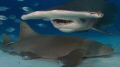 hammerhead shark