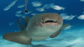 nurse shark