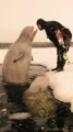white whale kiss