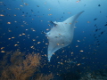 Anthias and Manta