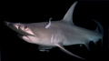 nightly hammerhead