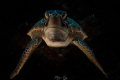 Shadow Turtle