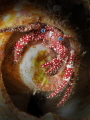 Whitespeckled Hermit Crab, Blue Heron Bridge, Florida
