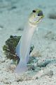 brooding Yellow Head Jawfish