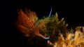 Dondice Banyulensis
