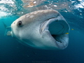 Young whaleshark in the Gulf of Tadjoura (Djibouti)