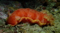 Spanis dancer by night dive, 
Pemuteran reef