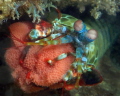 I have been wanting to get a photo of a Peacock Mantis Shrimp with eggs for the longest time! On my trip to Lembeh Strait, I finally had my dream shot come true!!