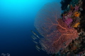 Razor fish marvelling at this beautiful seafan.