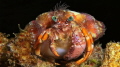 Hermit Crab