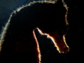 Seahorse - backlit