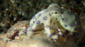 While I had heard of photographers finding Blue-Ringed Octopuses, I had never had the pleasure of finding one until diving in Lembeh Strait!