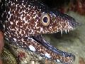 Spotted eel - Roatan, Bay Islands. Taken with an Olympus C-770