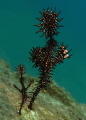 This pair of Ornate Ghost Pipefish were hanging out near a mooring line on a dive in Lembeh Strait. The female is pregnant (notice her protruding belly).