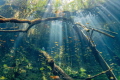 The cenote Aktun Ha or car wash, one of the best Cenote you can find green plant underwater effect with sunlight, just gorgeous and easy dive