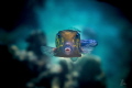 Eye contact with this old yellow boxfish