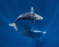 A calf, mother, & escort humpback whale dance & spin in the emerald blue of Tonga. The leviathans circled directly beneath me. The calf began to ascend towards the surface, as the youngling needs to breath much more often than the adults.