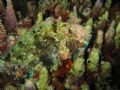 Night Dive, Apo Reef 2005