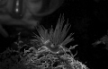 Dondice banyulensis with diver behind. For shooting this photo we have accurately planned everithing before dive
