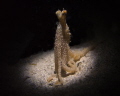 Frightened Octopus