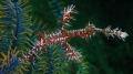 Ornate Ghost Pipefish