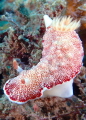 Saw this Goniobranchus while diving in Pandang Bay, Bali.