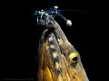 Blackfinned Snake Eel with Cleaner Shrimp