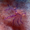 Hairy Purple Squat Lobster  Seraya, Bali