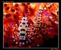 Fire!
A pair of Coleman Shrimps in a Fire Urghin.