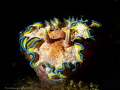 Glossodoris Cincta