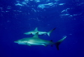 Sharks passing by