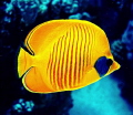 masked butterflyfisch