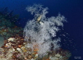 a place in the middle of the sea near Reggio Calabria. Black coral with 