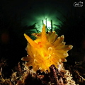 bugeye view of an antiopella cristata