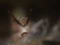 Sleepy face of nudibranch named dotto or 