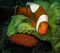 Anemonefish on egg